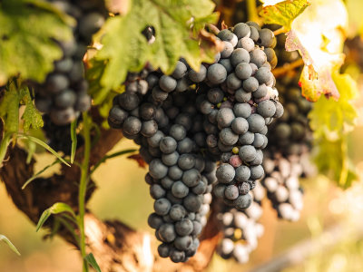 Primitivo: Italský klenot, který si podmanil svět