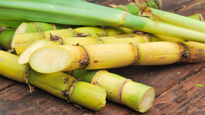 sugar-cane-closeup