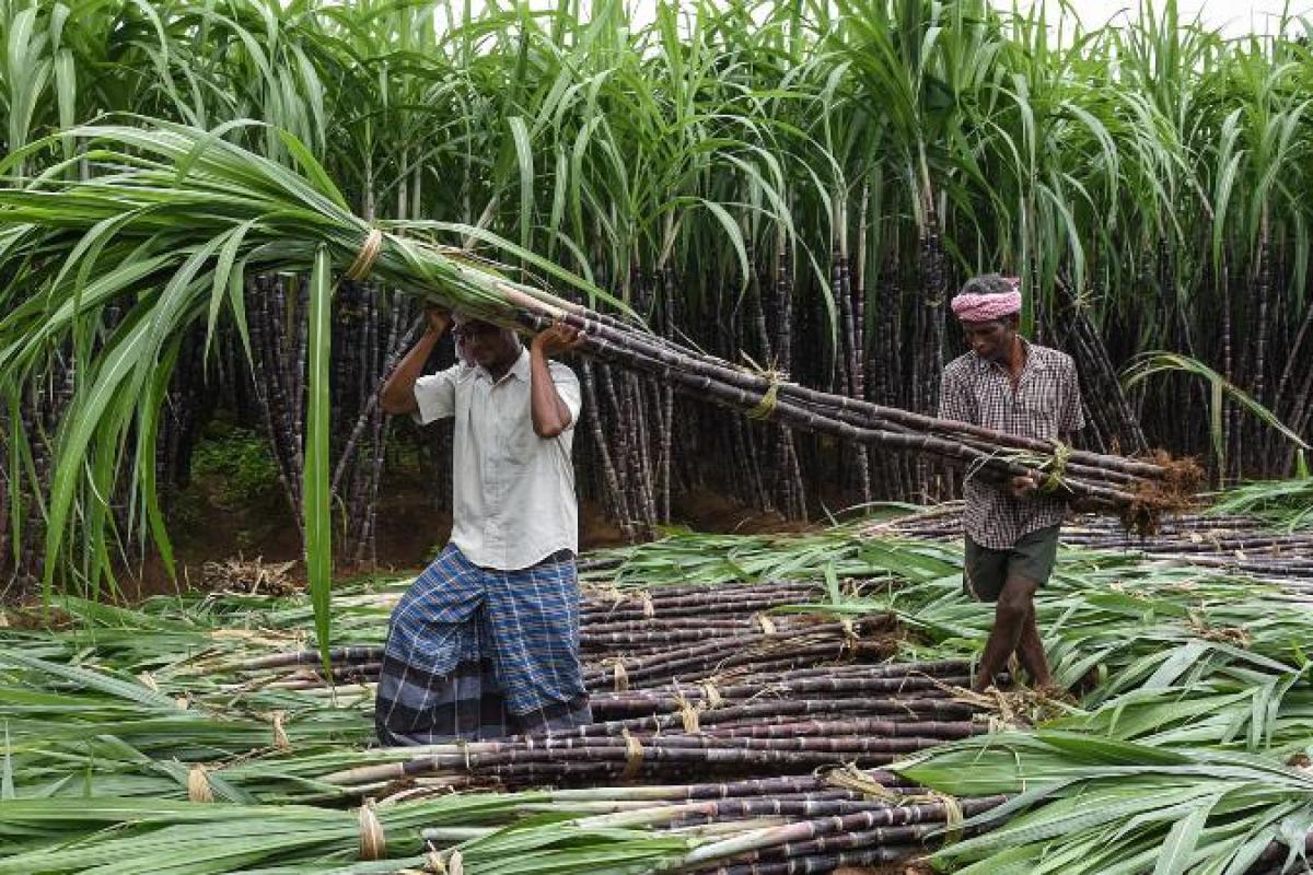 sugar-cane-workers