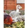 Mauritius Dodo Nature 2