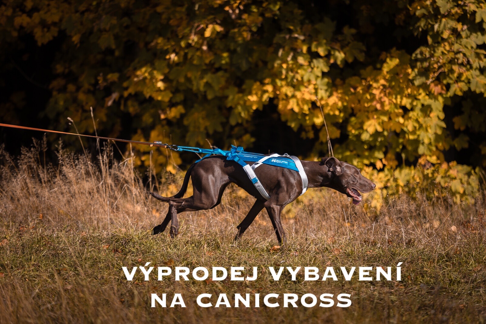 Canicross výprodej