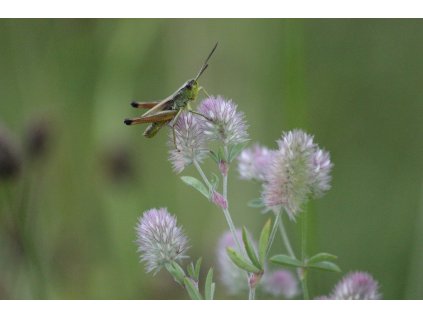 AFRIKA - SPRCHOVÝ GEL NA TĚLO A VLASY