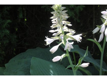 MULTILÍČIDLO - ÚSVIT