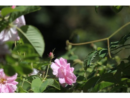 PŘÍRODNÍ MINERÁLNÍ PUDR