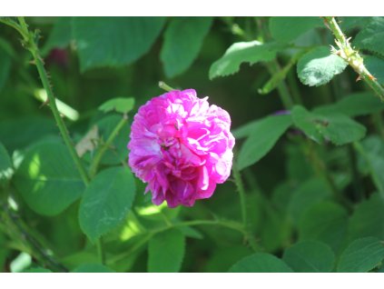 KRÉMOVÝ DEODORANT - EVROPA