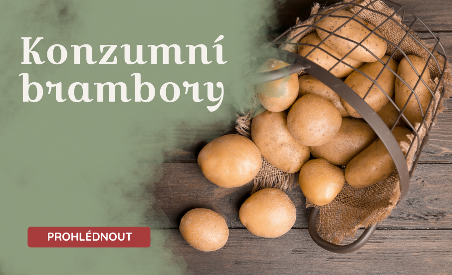 Konzumní brambory
