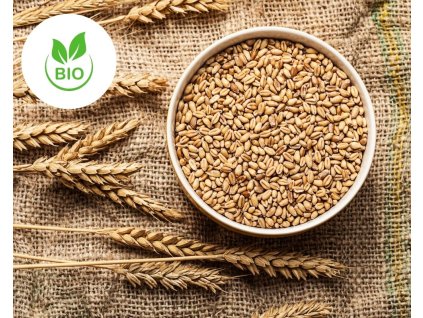 Pšenice krmná - BIO