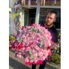 Luxusní kytice růžových pivoněk s eukalyptem a gypsophilou