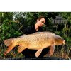 boilies-lt-baits-sweet-salmon-03