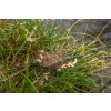 k0320064 67 camo window feeders ls 05