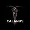 493 calanus