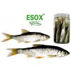 Esox nástražní rybičky v nálevu - Plotice