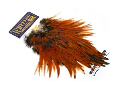 dealerweb cms cd0da496 b241 4129 8606 cf3a6dfd6342