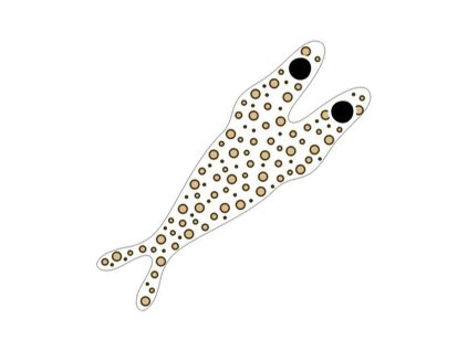 Pro Shrimp Shell Skeletor (Farba Clear base/Tan dots, Veľkosť L)