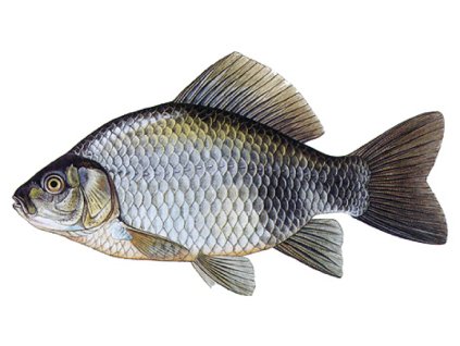 karasstribrity201710091527246447