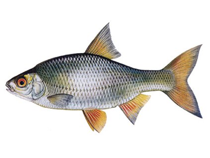 plotice201710091537069743