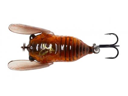 cicada brown