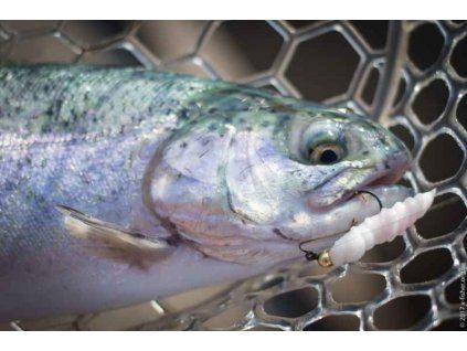 FISH UP Pupa 2