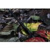 Prut Sonik DominatorX RS 3,0m 13