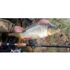 Sportex Xclusive Medium Feeder NT 5