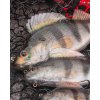 Fox Rage Ultra Realistic Perch Replicant 3