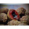 LK Baits Nutrigo Extra Balanc 200 ml