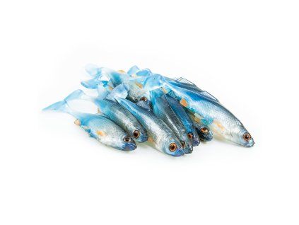 ANGRY Lures Roach 9 NBO