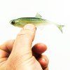 Angry Lures Bleak F-Tail 10cm WGY