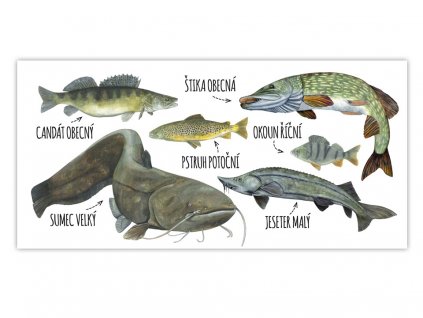 pohlednice DL s rybami