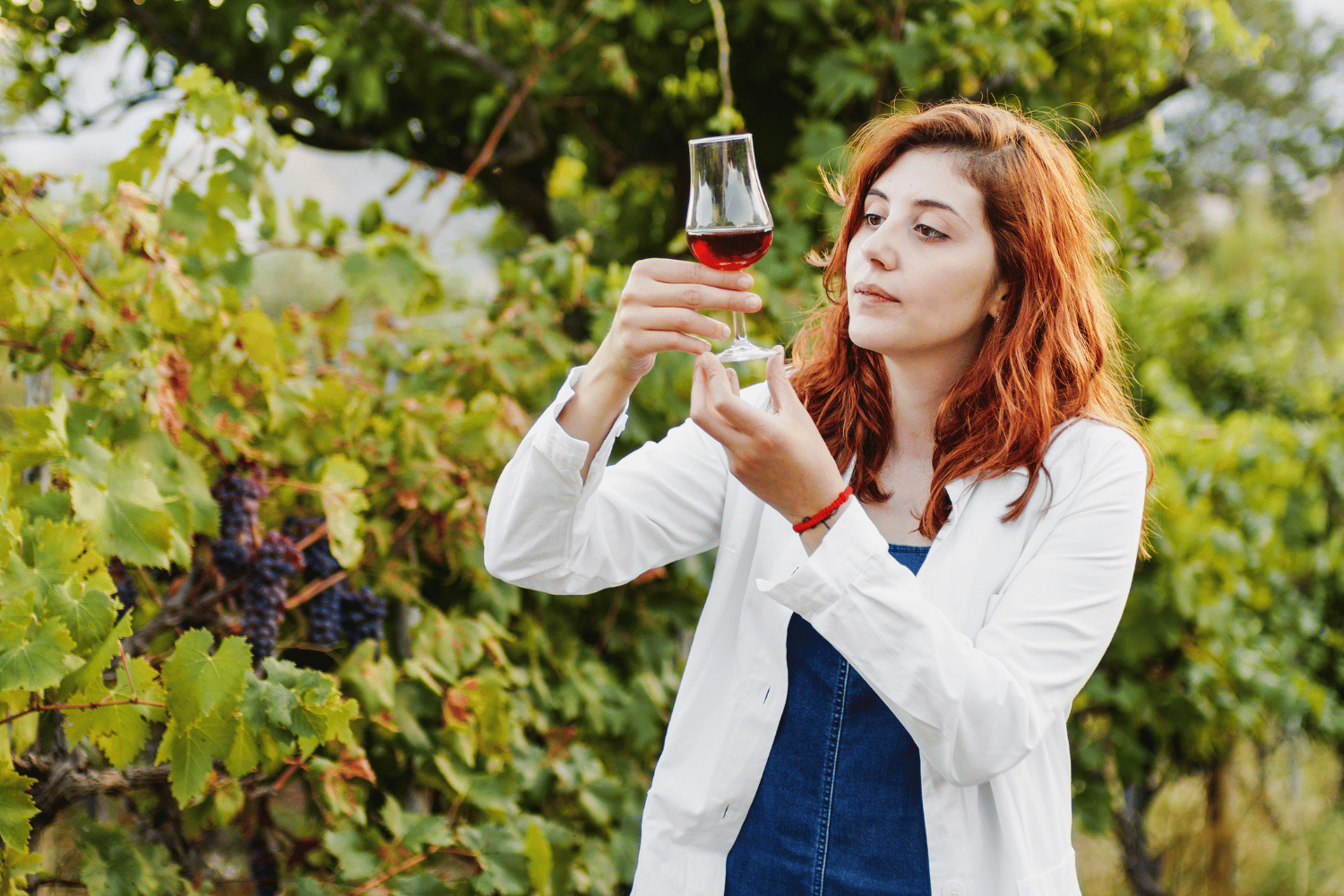 Bio víno na vzestupu: Módní výstřelek nebo skutečná revoluce?