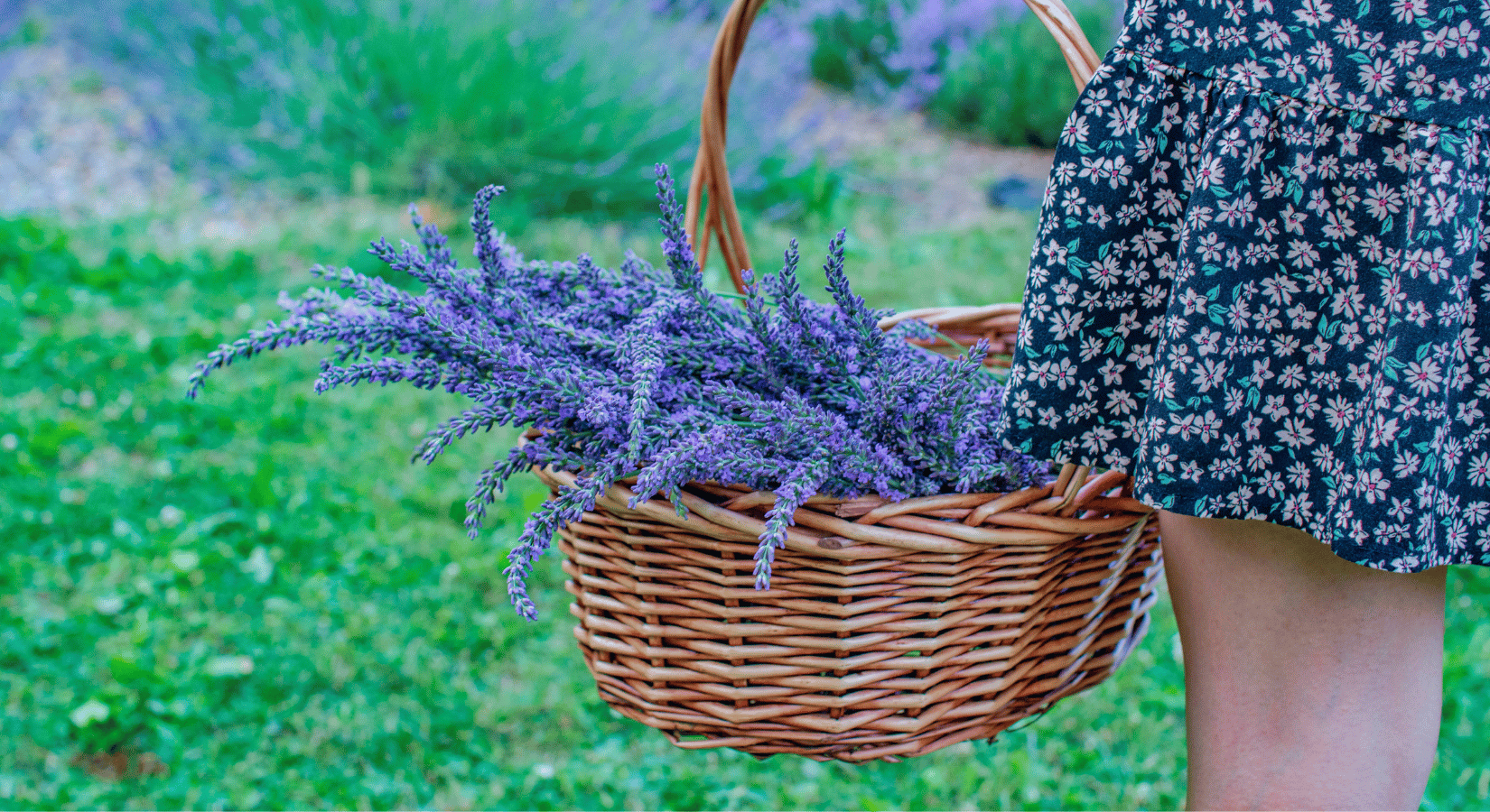 Levandulový sirup, limonáda i olej: Recepty, co pohladí smysly