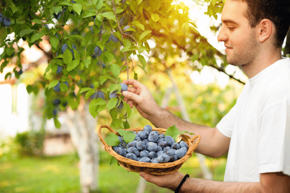 Švestky nejsou nuda! Objevte jejich benefity a 5 geniálních receptů