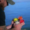 Stég – Pop Up Boilies – Sladké Koreniny – 16 mm 3