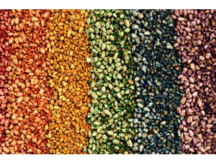 Pšenice foukaná - pufovaná 150ml (Příchuť Krvavá játra)