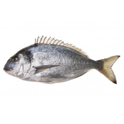 Pražma kráľovská 300-400g