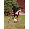 255361 15 dog trainer agility prekazky pro psy baleni 1 sada
