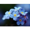 eng pl Forget me not seeds in a can 2174 2