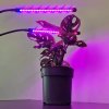 Gardlov Lampa 20 LED 2ks. pro růst rostlin 19241
