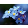 eng pl Forget me not seeds in a can 2174 2