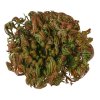 eng pl Rose of Jericho 2 10