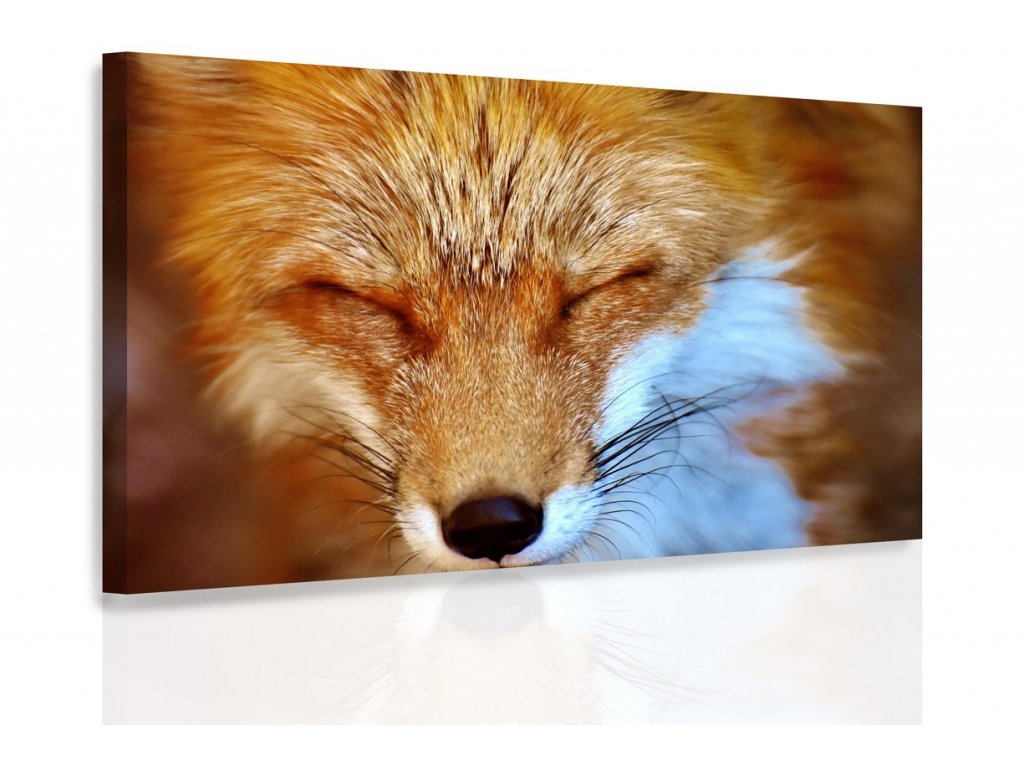 Jednodílný obraz liška
