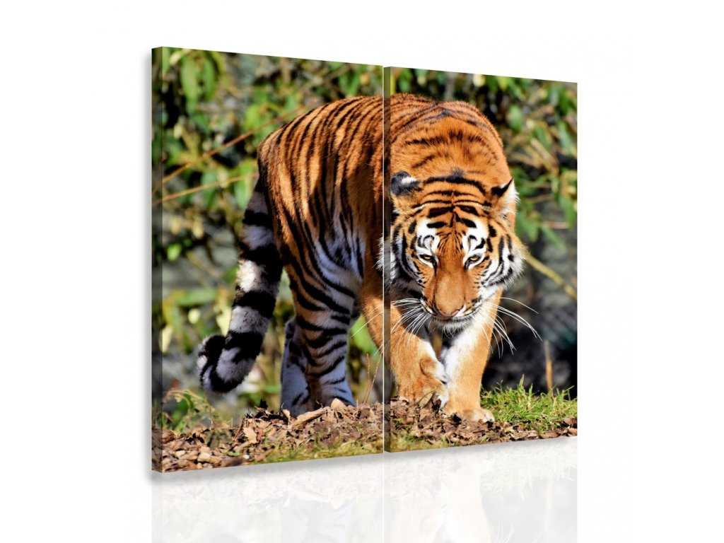 Dvoudílný obraz tygr
