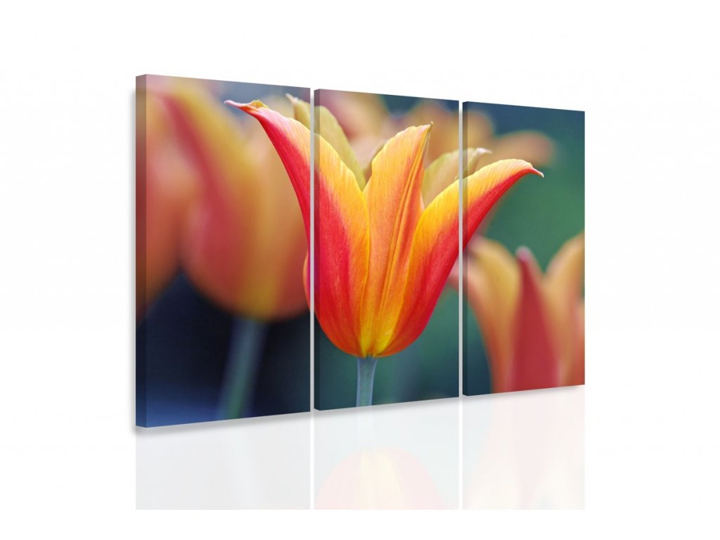 Vícedílný obraz tulipán