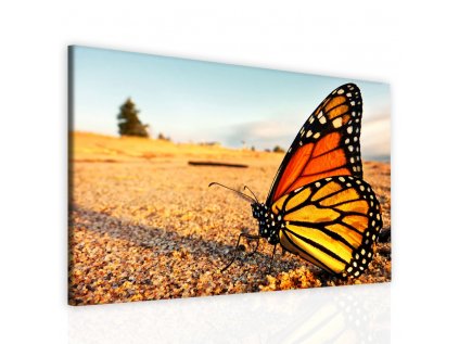 Jednodílný obraz motýl