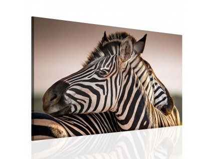 10101325 Obraz zebra 90x60