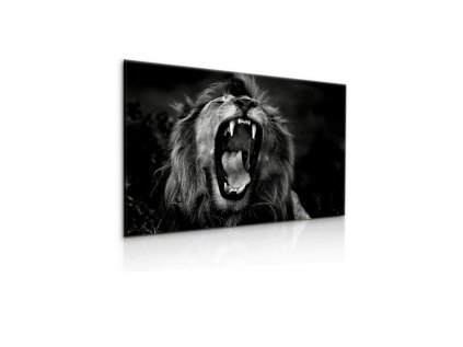 Obraz lev - král zvířat