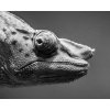 Obraz na plátně chameleon