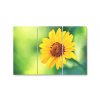 Obraz žlutý květ
