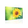 Obraz žlutý květ