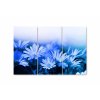 Obraz modré květy
